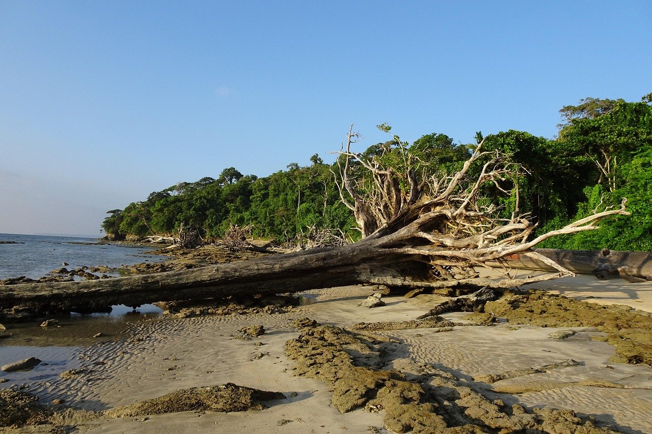 Wandoor Beach Day Trip from Port Blair: Nature, Coast, and Travel Tips